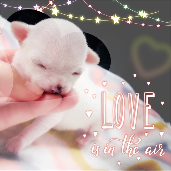 Meet your Posher, Marisol - Picture 1 of 1